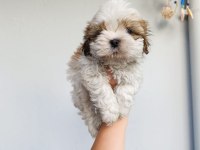 Güzeller güzeli shih tzu bebekler