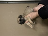 Pug Mops Bebekler