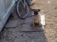Pug 8 aylık dişi