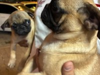 Irk Ve Sağlık Garantili Pug