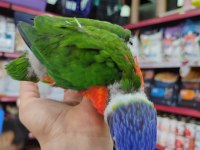 İnanılmaz Güzel Renklere Sahip Bebek Gökkuşağı Lori