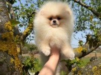 Dünyalar güzeli pomeranian yavrumuz yeni yuvasını bekliyor