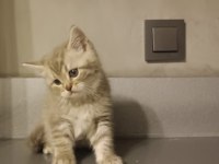 Sağlıklı british shorthair biblo bebek