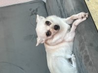 Ücretsiz sahiplendirme chihuahua