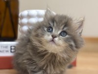 2 aylık 17 adet sağlık garantili british longhair yavrular
