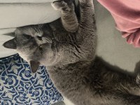 British shorthair kedisi