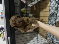 5 Haftalık Teacup Poodle