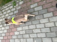 Orijinal ve Sağlıklı French Bulldog