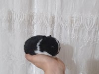 Orjinal cüce yavru tavşan