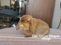 Cüce lop/miniatur lop cüce tavşan çiftliği