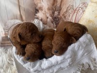 Red Brown Silver Apricot Beyaz Poodle Yavrularım