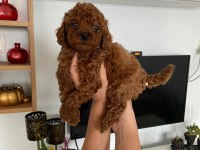 Aşılı Ve Kg Garantili Pet Eğitimli Toy Poodle