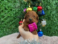 Toy poodle bebek köpeklerimiz