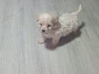 Teacup maltipoo yavrularımız