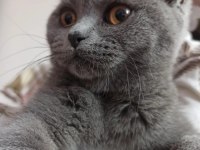 Kayseri 5-6 aylık yavru scottish fold