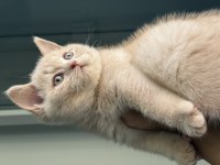 Safkan British Shorthair Fawn 3 aylık erkek