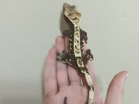 Satılık yetişkin damızlık Crested geco