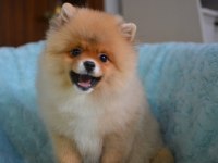 BEBEKLER BEBEĞİ POMERANİAN BOO