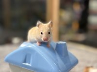 Rengarenk Hamster Minişler