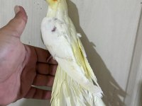 60 günlük kusursuz lutino bebek sultan papağanı