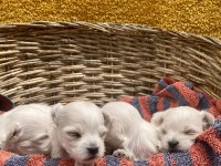 SIFIR NUMARA MALTESE KÖPEKLER