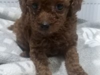 Kore Dark Red Erkek Yavru Poodle