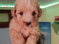 Maltipoo yavrular