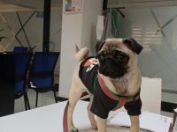 5 aylık dişi pug