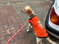 Bu tatlı golden retriever kıza yuva arıyoruz