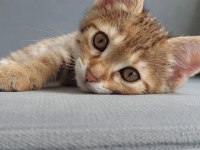 FEL12 KEDİMİZ YUVASINI ARIYOR