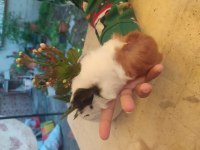 Erkek uzun tüy yavru guinea pig
