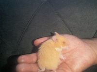 Hamster gonzales ve sryıa yavru ve yetişkin