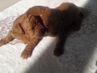 Poodle yavruları
