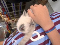 Blue Point Dişi 2 Aylık British Shorthair