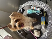 0 numara yorkshire terrier