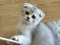 Oyuncu scottish fold kedimize yuva