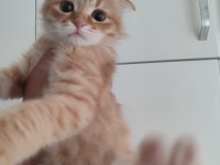 Aşıları ve Eğitimleri Tam aşırı uyguna scottish fold