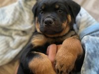 Sağlık ve Irk garantili macar rottweiler yavrular