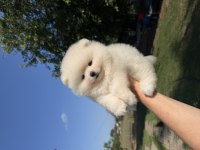 KARTOPU GİBİ AYICIK POMERANİAN BOO
