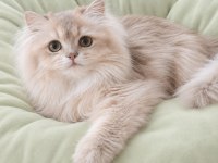 British Longhair Lilak Golden Sevimli Cana Yakın Uysal