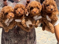 Sevimli toy poodle yavrularımız