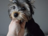 Yorkshire Terrier Yavrularımız