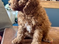 0 NO MİNİ TOY POODLE KIZIMIZ
