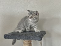 DIŞI BRİTİSH SHORTHAİR 2.5 AYLIK YAVRU KEDİ