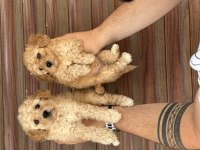 Standart Poodle Yavrular Sağlıklı