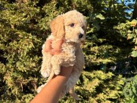 Orijinal Maltipoo Yavrular Sağlıklı Ve Oyuncu