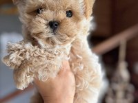 Kore maltipoo yavrular 
