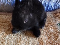 Netherland dwarf Hollanda cücesi tavşan