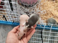 1 Aylık Dumbo Rat Yavruları 1 Naked 2 Husky