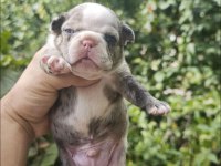 French bulldog dişi erkek yavrular